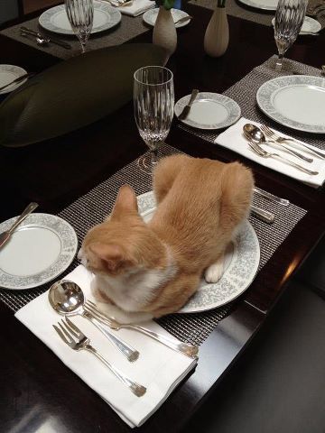 dinner Cele Mai Drăguțe Animale, Cat Picture, Bon Appetite, Orange Cats, Cat Pictures, Ginger Cats, Funny Cat Pictures, Cats Meow, Funny Animal Pictures