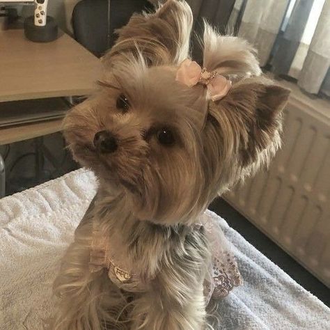 Cute Fluffy Puppies, Puppy Mom, Yorkie Terrier, Very Cute Dogs, Cute Dog Pictures, Puppies And Kitties, Yorkie Dogs, Yorkshire Terrier Puppies, Cute Little Puppies