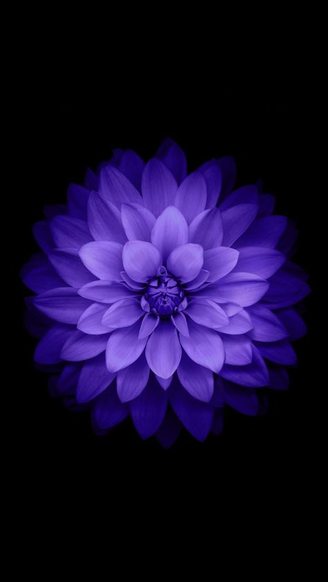 Flower Wallpaper Black, Black Background Flower, Apple Iphone Wallpaper, White Flower Wallpaper, Black Flowers Wallpaper, Lotus Flower Wallpaper, Tree Wallpaper Iphone, Black And Purple Wallpaper, Ios 7 Wallpaper