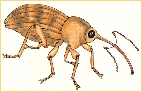 Acorn Weevil Weevil Drawing, Acorn Weevil, Bugs, Insects, Bee, Google Search, Drawings, Art, Bugs And Insects