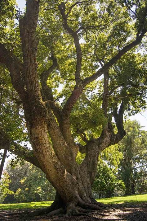 Camphor Tree, Amazing Trees, Forest Waterfall, Old Oak Tree, Lone Tree, Old Tree, Landscape Photography Nature, Oak Trees, Unique Trees