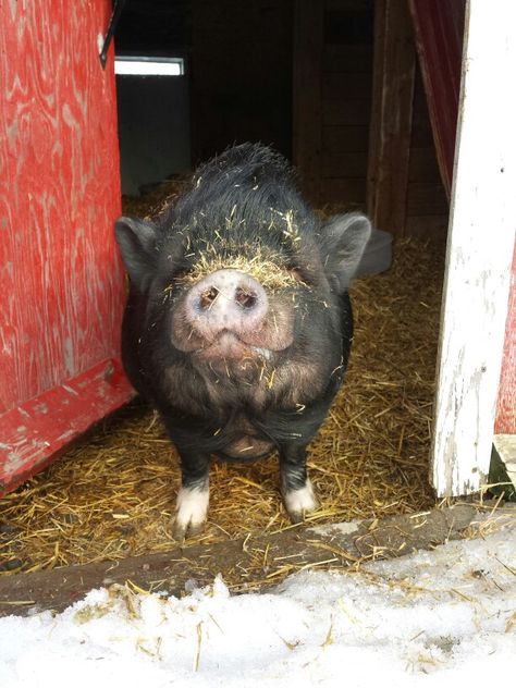 Lola ,my pot belly pig Potbelly Pigs, Pot Belly Pig, Lauren Asher, Pot Belly Pigs, Pig Pictures, Pot Belly, Eric Cartman, Down On The Farm, Snack Ideas