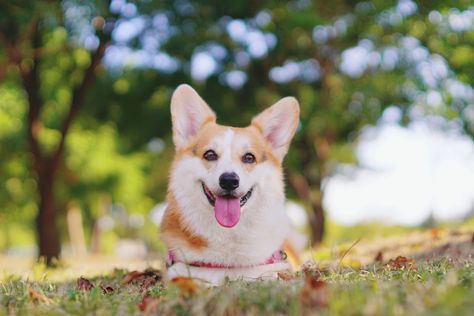 Warning: extremely cute dog! Enjoy adorable HD wallpapers of corgi dogs with every new tab. Corgi Wallpaper, Corgi Dogs, Cute Dog Wallpaper, Wallpaper Dekstop, Cute Corgi, Dog Wallpaper, Corgi Dog, Adorable Animals, Dog Puppy