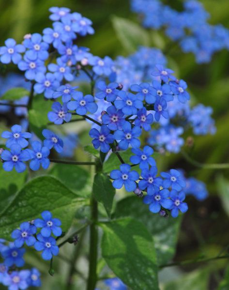 Brunnera macrophylla for Part-Shade to Full Shade Brunera Plant, Perennial Flowers For Shade, Flowers For Shade, Shade Flowers Perennial, Part Shade Perennials, Brunnera Macrophylla, Purple Perennials, Shade Loving Flowers, Summer Blooming Flowers