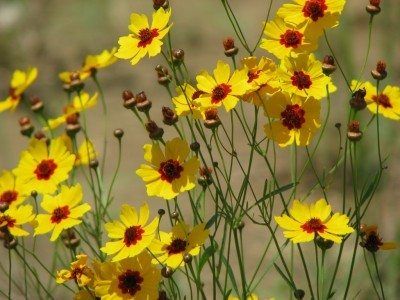 Tickseed Coreopsis, Landscape Gardening, Central Idea, Low Maintenance Garden, Master Gardener, Pollinator Garden, Seasonal Garden, Low Maintenance Plants, Perennial Garden