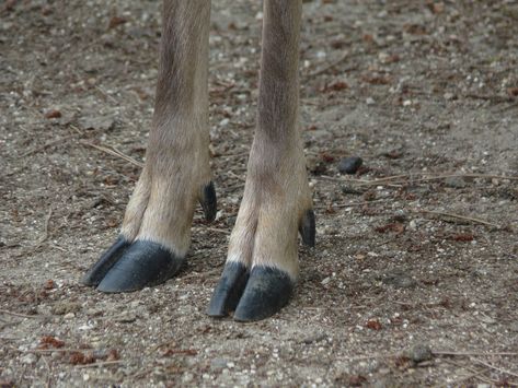 Here are some deer hoof references for all those... Ungulate Anatomy, Hoof Reference, Deer Hooves, Deer Hoof, Leg Reference, Deer Photos, Deer Family, Roe Deer, The Last Unicorn