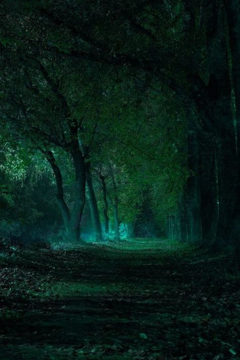 Dark Forest, Green Light, Trees, Forest, Green