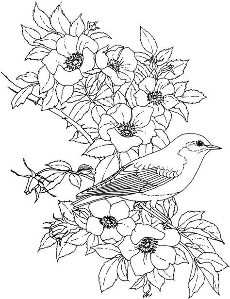 Pyrography Ideas, Pattern Package, Song Birds, Birds Pattern, Bird Coloring Pages, Adult Colouring Pages, State Birds, White Drawing, Flower Sketches