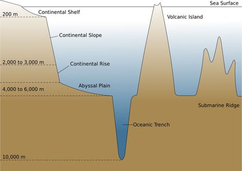 Ocean trenches are long, narrow depressions on the seafloor. These chasms are the deepest parts of the ocean—and some of the deepest natural spots on Earth. Ocean Diagram, High School Earth Science, Layers Of The Ocean, Ocean Zones, Ocean Trench, Ocean Projects, Continental Shelf, Ocean Unit, Science Vocabulary