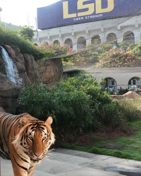 Mike, LSU's Live Mascot on Instagram: “On a scale of 1 to 10, Tigers take intensity to 11.” Lsu College Aesthetic, Louisiana State University Aesthetic, Lsu Track And Field, Lsu Aesthetic, College Manifestations, Lsu Campus, Track And Field Games, Lsu University, Lsu College