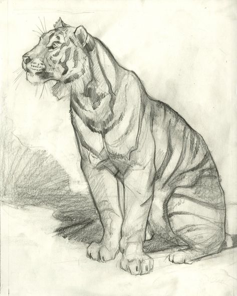 This drawing titled "Tigre Du Siberie" (Siberian Tiger) was made for an oil painting that was shown and sold in Paris France. This drawing exudes copious character along with anatomical accuracy. The seated tiger is drawn with graphite on bond paper and set against an abstract background. Don't miss this chance to own an original Weatherly for a great price! Tiger Expressions, Tiger Anatomy Drawing, Tiger Reference Drawing, Drawing Reference Animals, Hyena Painting, Cool Animal Drawings, Tiger Drawing Sketches, Bengal Tiger Drawing, White Tiger Drawing