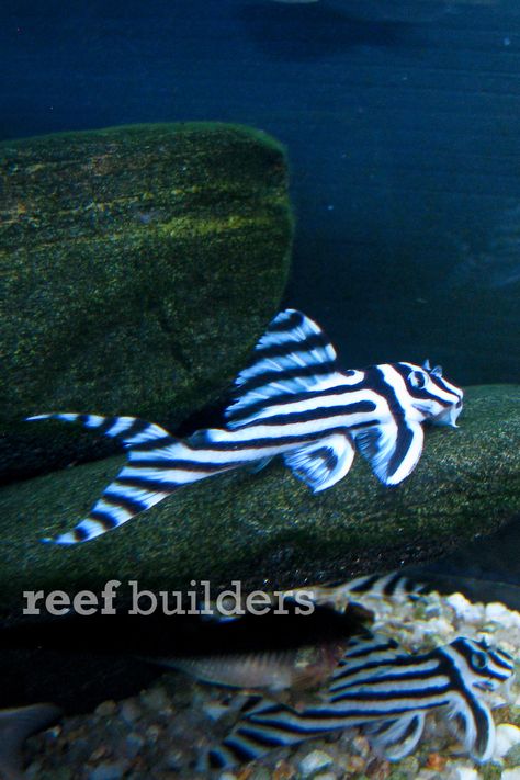 Zebra Pleco, Pleco Fish, Fancy Fish, Mandarin Fish, Cichlid Fish, Sea Aquarium, Discus Fish, Horse Guards, Freshwater Aquarium Fish