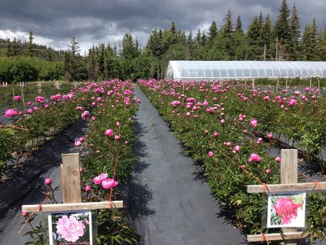 Peony Varieties, Peony Farm, Cut Flower Farm, The Off Season, Growing Peonies, Gardens Of The World, Farm Plans, Farm Projects, Growing Gardens