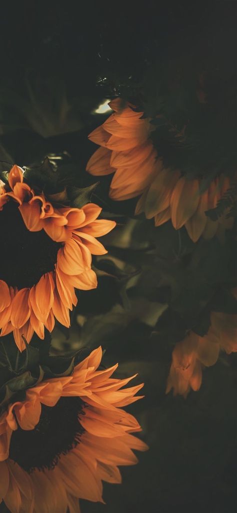 Wednesday Wallpaper, Flor Iphone Wallpaper, Iphone Screen Savers, Amazing Hd Wallpapers, Frühling Wallpaper, Sunflower Iphone Wallpaper, Lock Screen Wallpaper Iphone, Nature Iphone Wallpaper, Iphone Art