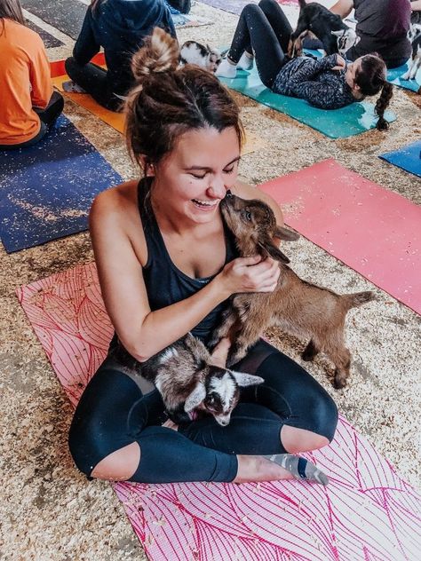 Hot Yoga Studio, Goat Yoga, Yoga Aesthetic, Goat Farm, Baby Goat, Yoga Pictures, Yoga Iyengar, List Of Activities, Goat Farming