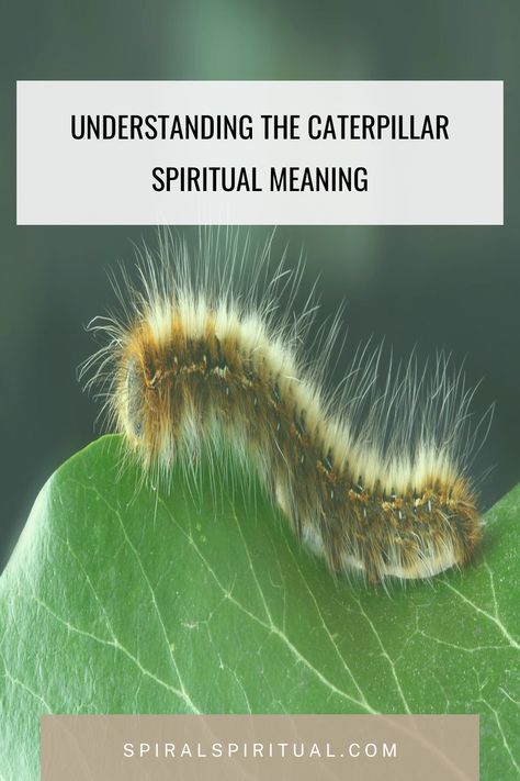 Caterpillars represent transformation and growth in spirituality. They symbolize change and the importance of embracing new beginnings on a spiritual journey. Caterpillar Spiritual Meaning, Caterpillar Meaning, Caterpillar Transformation, Totem Animals, Color Symbolism, Native American Traditions, Post Animal, Animal Symbolism, Animal Totem