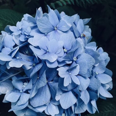 Pantone Cornflower Blue, Pigeon Blue Aesthetic, Blue Velvet Aesthetic, Blue Hydrangea Aesthetic, Cornflower Blue Aesthetic, Cottage Core Library, Blue Color Aesthetic, Velvet Inspiration, Cornflower Blue Wedding