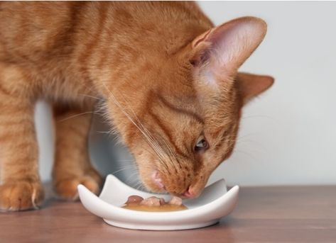 As cats age, their nutritional needs change. Find out what goes into a good cat food for senior cats. Senior Cats, Senior Cat Food, Cats Food, Best Cat Food, Cat Ages, Older Cats, High Quality Protein, Nutritious Diet, Senior Cat