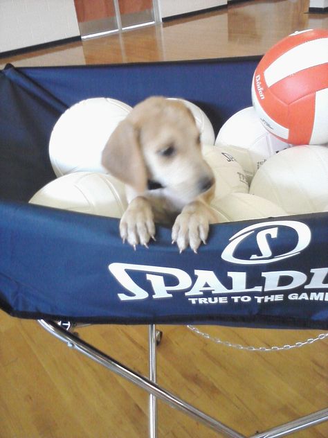 volleyball and a puppy. 2 of the best things in life <3 Dog Playing Volleyball, Dog Volleyball, Playing Volleyball, Play Volleyball, Best Things In Life, Volleyball Mom, A Puppy, Volleyball, Life Is Good