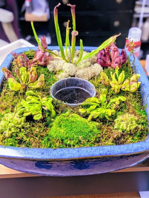 Carnivorous Bog Planter, Bog Garden Carnivorous Plants, Carnivorous Bog Garden, Container Bog Garden, Bog Terrarium Ideas, Bog Garden Ideas How To Build, Carnivorous Plants Terrarium Ideas, Indoor Bog Garden, Bog Garden Ideas Carnivorous Plants