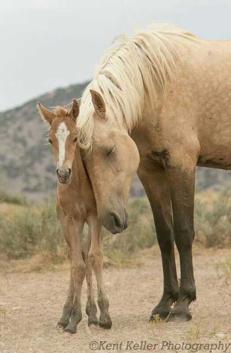 " Sweet child of mine " to quote from Dunno ♡ Baby Horse, Baby Horses, Cute Horses, Appaloosa, Horse Photos, Pretty Horses, Horse Photography, Horse Pictures, Horse Love