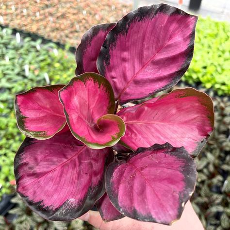 Calathea Roseopicta Rosy is an incredible addition to any space. Read this ultimate guide for some great caring tips for this plant. Calathea Rosy, Calathea Roseopicta, Plant Ideas, House Plant, Plant Care, Indoor Plants, House Plants, Plants, Beauty