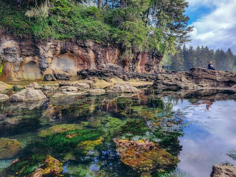 Under The Sea At Botanical Beach – Making Space For Dreams Underwater Flowers, Natural Playground, Making Space, Below The Surface, Tide Pools, Vancouver Island, Plant Life, Under The Sea, Geology