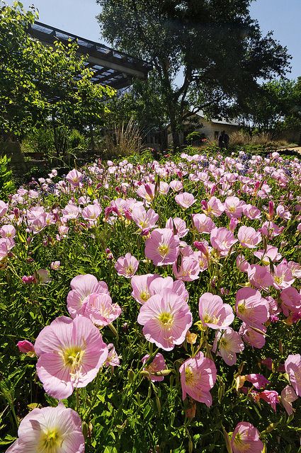 Pink Primroses...my second favorite Texas wildflower. The petals are translucent in the sun, and they are loaded with fluffy, deep yellow pollen. Pink Primrose, Olive Garden Chicken, Texas Plants, Lady Bird Johnson Wildflower Center, Lady Bird Johnson, Deep Yellow, Flower Landscape, Mont Saint Michel, Trendy Flowers