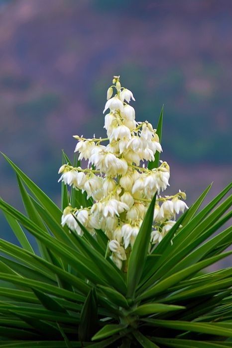 Flor de Izote...(flor nacional de El Salvador.) El Salvador Art, El Salvador Culture, Tulip Drawing, Flower Landscape, Landscape Pictures, Cactus And Succulents, Trees And Shrubs, Flower Images, Pretty Flowers