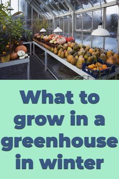 Heated Greenhouse Winter, Winter Greenhouse Diy, Tropical Plants For Greenhouse, Solar Panels For Greenhouse, What To Plant In Greenhouse, Growing Herbs In Greenhouse, Greenhouse Gardening In Winter, Winter Allotment Uk, Growing In A Greenhouse Tips