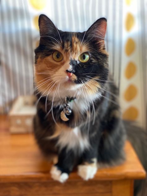 Pfp Aesthetic Cat, Cat Profile Picture, Cat Pfp Aesthetic, Silly Pfp, Gato Calico, Pfp Cat, Calico Kittens, Dog Match, Cat Profile