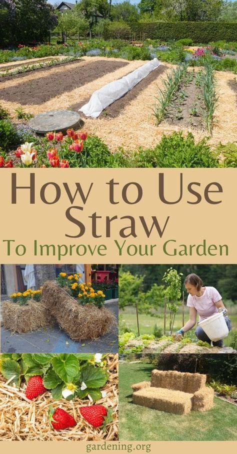 Garden Mulch, Straw Bale Gardening, Straw Bale, Straw Bales, Seed Saving, Veg Garden, Flower Gardening, Comfortable Furniture, Home Vegetable Garden