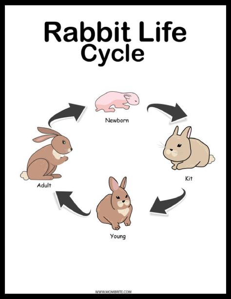 Rabbit Life Cycle [Free Diagram and Worksheets] | Mombrite Animal Life Cycle Projects, Cat Life Cycle, Easter Unit Study, Rabbit Life Cycle, Life Cycle Of Animals, Growth Worksheet, Fish Life Cycle, Life Cycle Worksheet, Rabbit Information