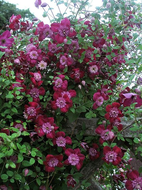 Clematis 'Avant Garde' Honeysuckle Vine, Clematis Vine, Full Sun Plants, Sun Plants, Have Inspiration, Flowering Vines, Large Plants, Plant Sale, Clematis