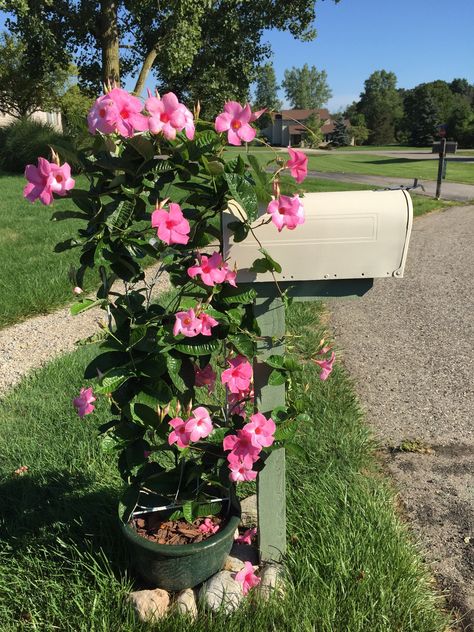 Mailbox with flair! A potted climbing plant! This on is a climbing  Mandevilla. Mailbox Landscaping Ideas, Mailbox Plants, Mailbox Art, Mailbox Decorations, Creative Mailbox, Stone Mailbox, Rustic Mailboxes, Mailbox Flowers, Mailbox Garden