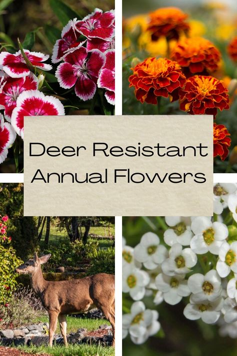 Deer Resistant Annual Flowers, Deer Resistant Landscaping, Deer Resistant Annuals, Deer Resistant Flowers, Full Sun Annuals, Deer Resistant Garden, Deer Repellant, Tuberous Begonia, Deer Proof