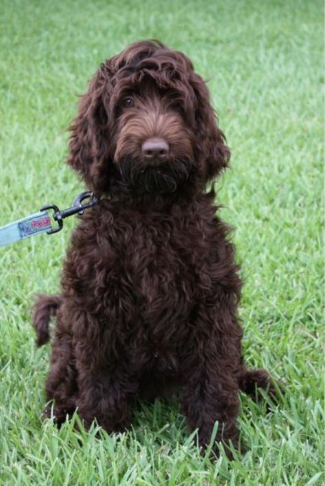 The chocolate Labradoodles are among the most common coloring in the breed, I don’t blame perspective owners for choosing the adorable brown coated, brown eyed treasures as their forever friends. <----- To understand and learn more about chocolate labradoodles click the pin. #chocolatelabradoodle #chocolatelabradoodlepuppies #chocolatelabradoodlemini Chocolate Labradoodle Puppy, Labradoodle Mini, Labradoodle Grooming, Chocolate Labradoodle, Australian Labradoodle Puppies, Don Corleone, Labradoodle Puppies, Puppy Coats, Cockapoo Puppies