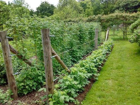 Berry Fence Ideas, Raspberry Patch Design, Berry Garden Design, Raspberry Trellis, Berry Garden, Vertical Vegetable Garden, Potager Garden, Market Garden, Farmhouse Garden