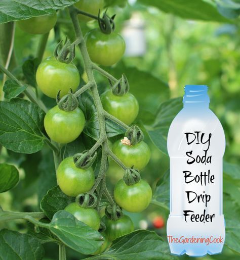 Love to garden, but short on time? @agardeningcook has a fabulous time saving tip for watering your plants! Plants In Bottles, Tomato Plant, Garden Veggies, Soda Bottle, Veg Garden, Garden Yard Ideas, Soda Bottles, Tomato Plants, Healthy Vegetables