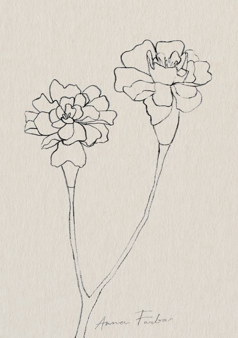 Marigold flowers drawing by Anna Farba botanical illustration studio. Drawing Of A Marigold, Drawing Marigold Flowers, Marigold Line Tattoo, Marigold Flower Sketch, Marigold Line Art, Marigold Line Drawing, Carnation Line Drawing, Marigolds Drawing, Marigold Sketch