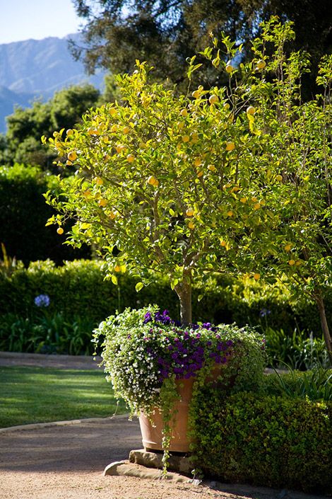 potted lemon tree. Zone 9b, Lemon Trees, California Garden, Meteor Garden 2018, Citrus Trees, Sunrooms, Potted Trees, Garden Containers, Romantic Garden