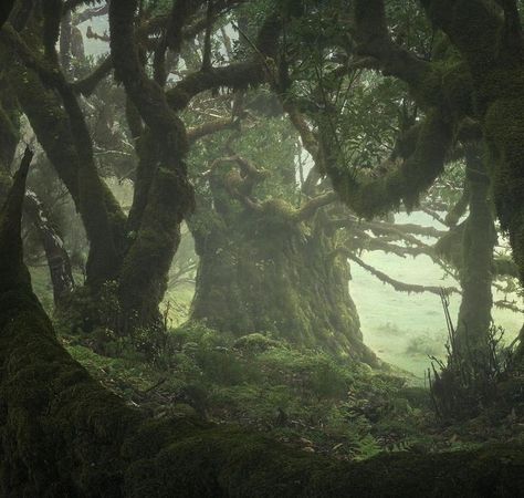 Woodland Realm, Dark Nature Aesthetic, The Dark Crystal, Fantasy Aesthetic, Dark Forest, Nature Aesthetic, Pretty Places, Enchanted Forest, Green Aesthetic