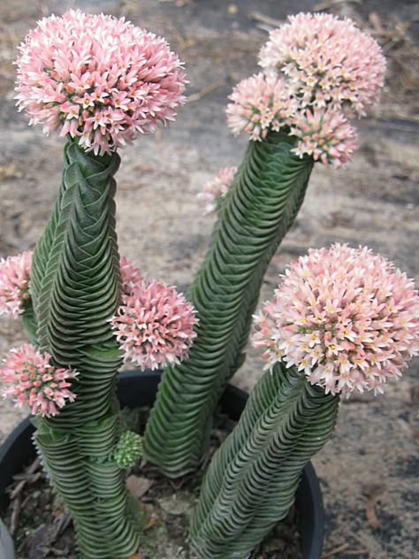 Crassula Buddha's Temple, Cool Succulents, Kaktus Dan Sukulen, Temple Photo, Succulent Flowers, Blooming Succulents, Interesting Plants, Plant Arrangements, Types Of Succulents