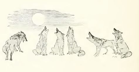 Vintage Coyote Illustration, Coyote Illustration, Hollow Moon, Wild Wolves, Moon Madness, Wolf Stuff, Wild Wolf, Sketchbook Drawings, Animal Drawing