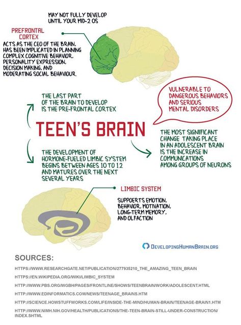 Teenage Therapy, Teenage Brain Development, Brain Development Children, Teenage Brain, Brain Based Learning, Psychology Notes, Brain Facts, Brain Anatomy, Cognitive Behavior