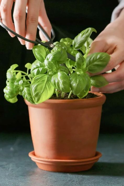 How To Grow Basil Indoors In The Winter - Growing Fresh Basil! Growing Basil Inside, How To Keep Basil Alive Indoors, How To Grow Basil, Grow Basil Indoors, Basil Growing, Propagate Basil, Growing Basil Indoors, Grow Basil, Easy Herbs To Grow