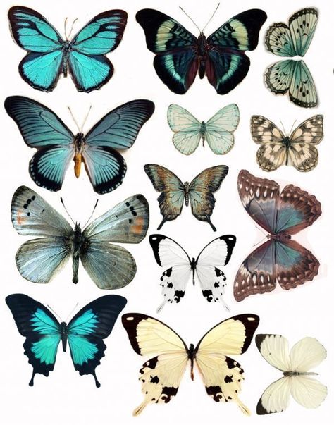 Aesthetic Sharer ZHR on Twitter: "butterfly… " Vintage Butterfly Tattoo, Monthly Scrapbook, Art Papillon, Butterfly Images, Scrapbook Kit, Vintage Butterfly, Butterfly Art, Butterfly Design, Butterfly Wings