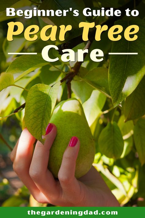 Pear Tree Care, How To Care For Fruit Trees, Growing Pear Trees, How To Prune Pear Trees, Propagating Pear Tree, How To Keep Pears From Turning Brown, When To Pick Pears From Tree, Planting Fruit, Apple Tree Care