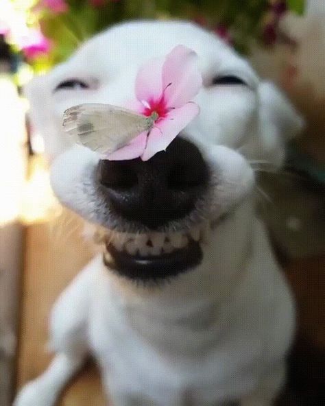 Imgur: The most awesome images on the Internet. Dog Holding Flowers, Cat Holding Flowers, Dog Nose, Funny Animal Photos, Cuddly Animals, Holding Flowers, Silly Dogs, Smiling Dogs, Cute Animal Photos