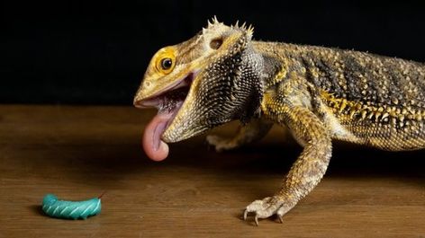 What Do Bearded Dragons Eat? Baby Bearded Dragon, Bone Diseases, Earthworms, Common Myths, Puppy Food, Beneficial Insects, Komodo, Baby Dragon, Bearded Dragon